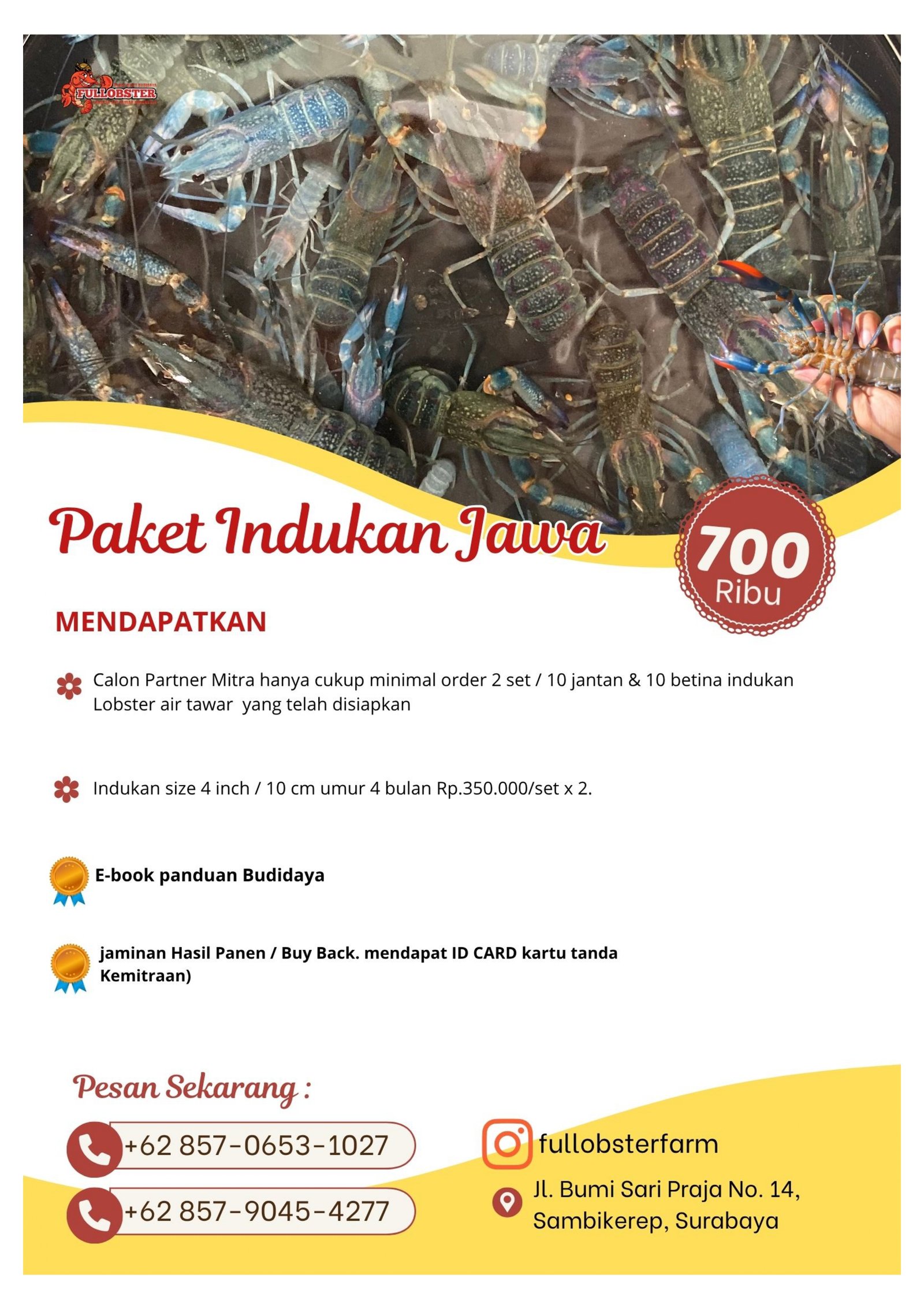 Paket Indukan Jawa